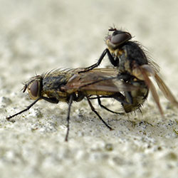 Cluster Flies photo by Flickr Conall CC BY 2.0 Cluster Flies photo by Flickr Conall