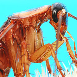 Cockroach photo by Flickr Mike Keeling CC BY-ND 2.0 Cockroach