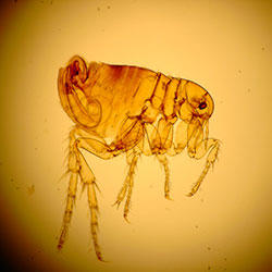 Flea photo by Flickr Michael Wunderli CC BY 2.0 Flea