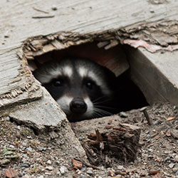 Raccoon Flickr Adam Lusch CC BY-SA 2.0 Raccoon