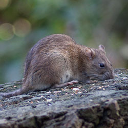 Rat photo by Flickr Tony Hisggett CC BY 2.0 Rat