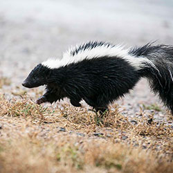 Skunk photo by USFWS Mountain-Prairie CC BY 2.0 Skunk