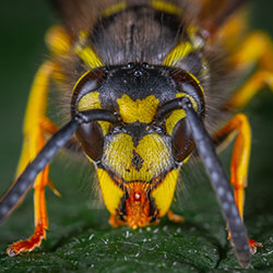 Wasp photo by Pexels Egor Kamelev Wasp