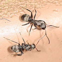 Carpenter Ants photo by Flickr Judy Gallagher CC BY 2.0 Carpenter Ants
