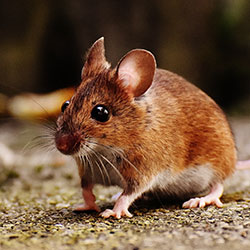 Mouse photo by Pexels Alexis Fotos Mouse