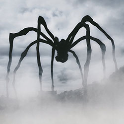 Spider photo by Pexels Ali Muftuogullar Spider